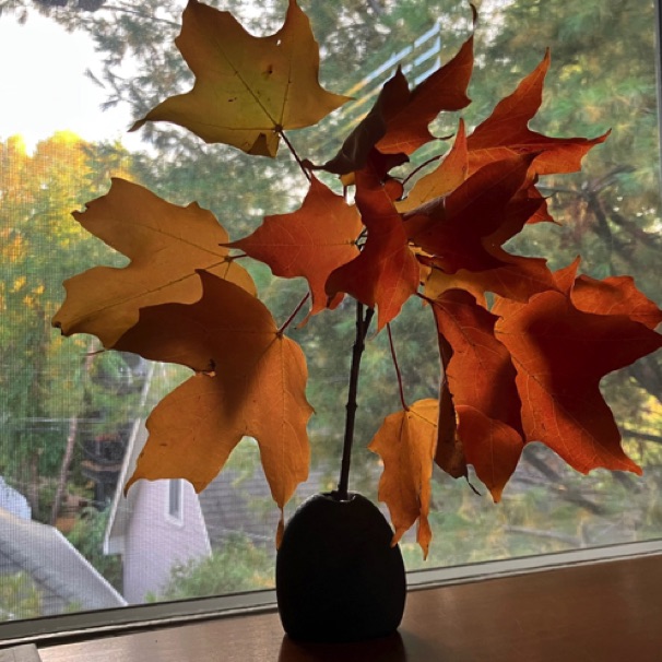 Maple leaves (kitchen window)